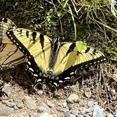 KayakinSprite's profile picture. Nomad Artist, outdoorsy GEEK!! Sarcoidosis fighter!