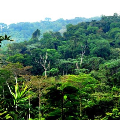 Pour la planète, pour l’humanité, nous devons arrêtons la déforestation