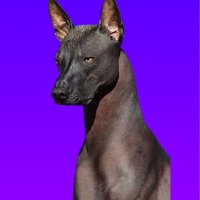 Xoloitzcuintle (@xolodogtoken) 's Twitter Profile