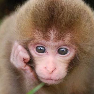 bayblackshear's profile picture. パチンコがとっくにオワコン
どっぷりはまてるオンカジ💲