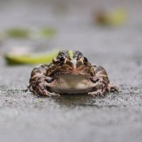 桑落 (@eejwf97nyctzivf) 's Twitter Profile