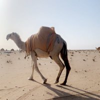 العتيبي (@_mataz2) 's Twitter Profile