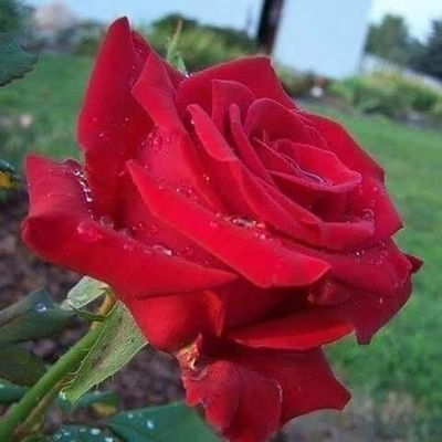 FrooshGull's profile picture. ‏السعادة لا ترحل مع أحد ، أخبروا الراحلين بذلك .
🤍