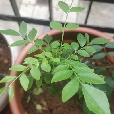 ameetbhandari's profile picture. Everyone's special:)