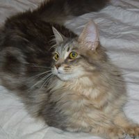 Sandra Jones (@jones_sdj1962) 's Twitter Profile