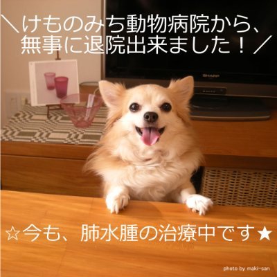 チワワの“はな”🐶11歳の女の子🐾が、#僧帽弁閉鎖不全症 という心臓の病気と闘っています💉沢山の方々に応援📢、拡散、ご支援いただき、6月24日に手術を受ける事ができました!ありがとうございます🙇