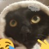 yamato_bo_chan's profile picture. イケてる猫、イケニャンやまとです😼ちなみに黒猫やねん🐾2019年6/12にカラスに襲われてる所をなかじーに保護されおっちゃんと3人で仲良く暮らしてます👪🐾
YouTubeもよかったら観てね🐾