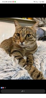 SuxesfulT's profile picture. 🌨️🌨️