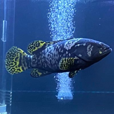 Ryo Garpar アロワナも凄いですが水槽のバックスクリーンもオシャレです こういうのしてみたい Ryo Garpar アロワナも凄いですが水槽のバックスクリーンもオシャレです こういうのしてみたい