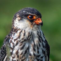 Rajasekhar (@raji_reddyy) 's Twitter Profile