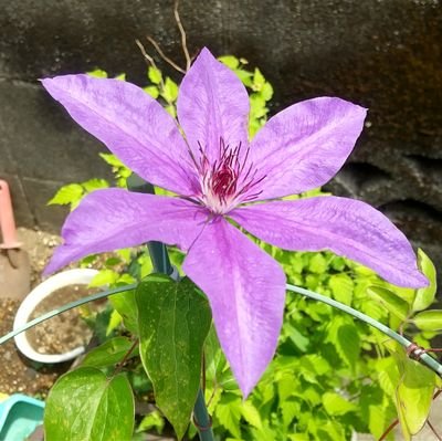 たまえばさんのプロフィール画像