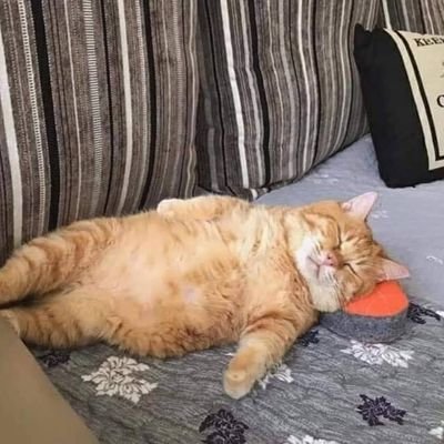 Xofans2's profile picture. ~reset