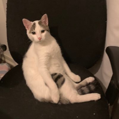 andycsoto_'s profile picture. Jugar y competir, gatos y nicotina