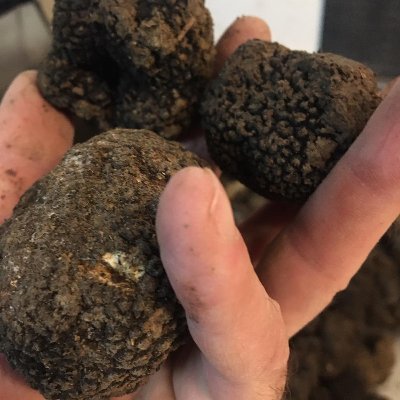 trufeas's profile picture. truffles trader