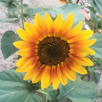 Endisbeginning's profile picture. 