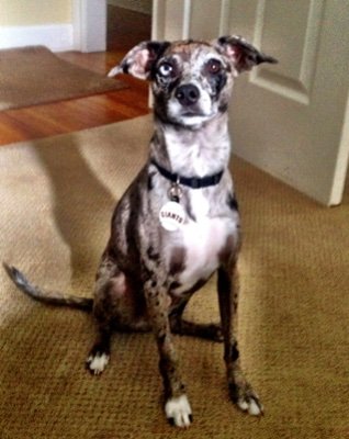 BAllenBeck's profile picture. Airline Pilot/Dogs Best Friend