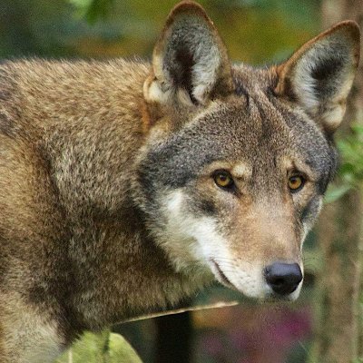 Making sure the extinction of the Red wolves is far from possible.

If there are any sightings tag us and we will retweet it to spread awareness.