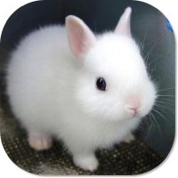 Crypto Bunny(@ehsanjutt786) 's Twitter Profile Photo