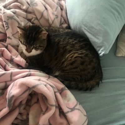 Abel56500158's profile picture. he/him switch need a femboy or trans bf/gf dms open