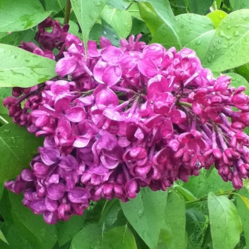 PoohWT's profile picture. Lovely & Lively