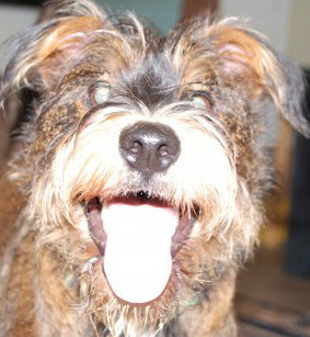 I just like to smile, smiling's my favorite - Buddy the Elf