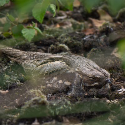 Located in South Yorkshire,The Humberhead Peatlands comprises Thorne, Hatfield, Goole, and Crowle Moors and are designated as National Nature Reserves.