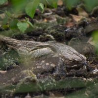 Humberhead Peatlands National Nature Reserve (@humberhead) 's Twitter Profile