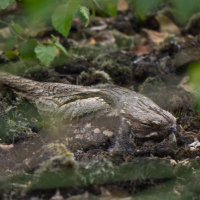 Humberhead Peatlands National Nature Reserve(@humberhead) 's Twitter Profile Photo