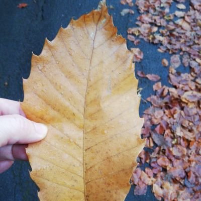 travelbabi's profile picture. 