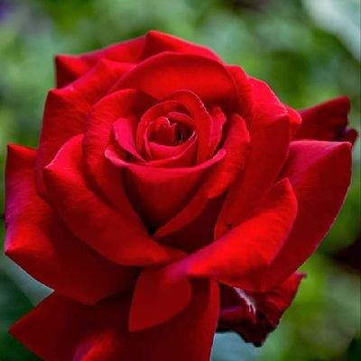 SAMEHSAMER1970's profile picture. 