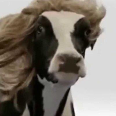 lexiidestroyer's profile picture. Trans. He/him, she/her. Graphic designer.