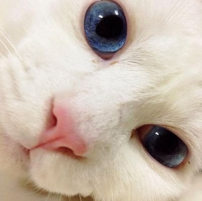 RahmiCarolina's profile picture. 