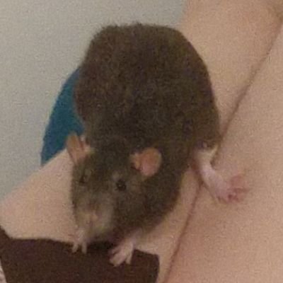 JaySkAdf1's profile picture. Just a person trying their best
they/them