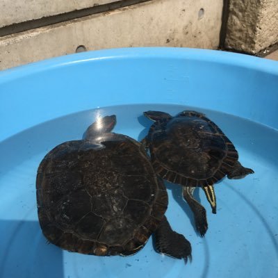 亀担当 これはミシシッピアカミミガメですので 残念ながら増やせません 当館に雄もいるのですが 負傷していて 求愛行動ができません 沢山産みましたが 無精卵です 亀担当 これはミシシッピアカミミガメですので 残念ながら増やせません 当館に雄もいるのですが 負傷していて 求愛行動ができません 沢山産みましたが 無精卵です