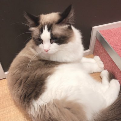 ____panda_u's profile picture. よろしくお願いします！