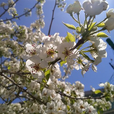 serpiltuna02021's profile picture. tibbi sekreter