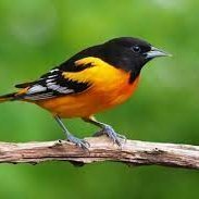 Nguyễn Vũ Bảo An (@nguynvboan3) 's Twitter Profile