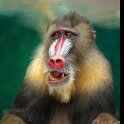 BaboonCrypto Profile