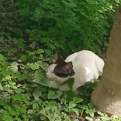 CtanasiD's profile picture. 