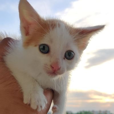 SaritaS29007874's profile picture. 