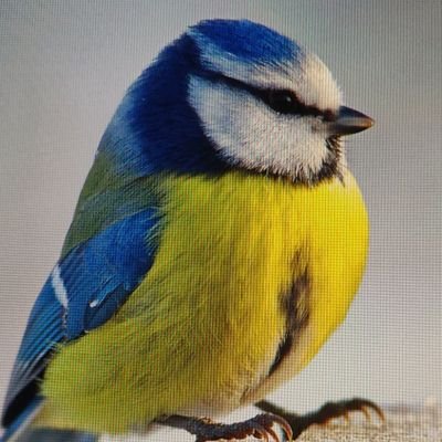 I'm a streamer bird on twitch! 
https://t.co/Cz7TZVuxJT