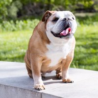 Sophie(@SophieBully) 's Twitter Profile Photo