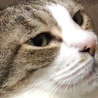 みる (@milgatogato) Twitter profile photo