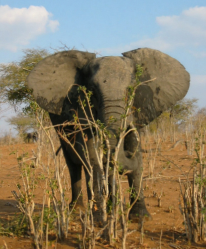 Centre for Conservation of African Resources: Animals, Communities and Land use is a research, outreach, education NGO and Virginia Tech partner. Dumela!