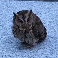 じょーじ＠夜渡り (@jorge_ec0191) 's Twitter Profile Photo