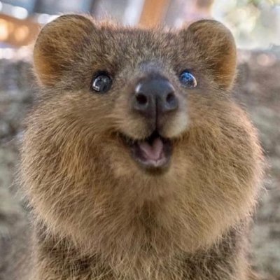 tananuka's profile picture. tech anim