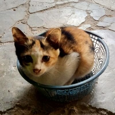 Olink38380707's profile picture. 