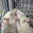 Mrラット(生き物大好き)♥デブ大学生のアイコン