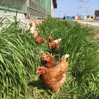 宮城県多賀城市にある平飼いのたまご屋です。自然の力を活かした「EMぼかし」を食べている健康で元気な鶏の有精卵です。アニマルウェルフェアー