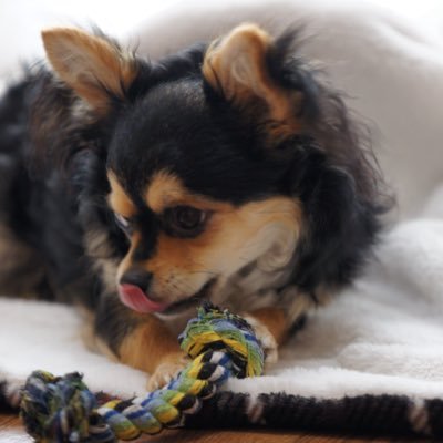 Shion30227499's profile picture. Ableton/Swift/Flutter/Golang